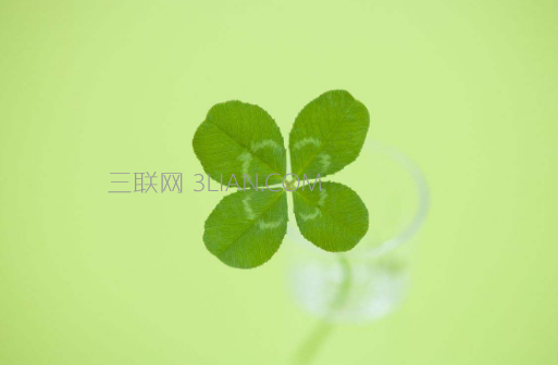 四叶草的含义，送四叶草代表什么