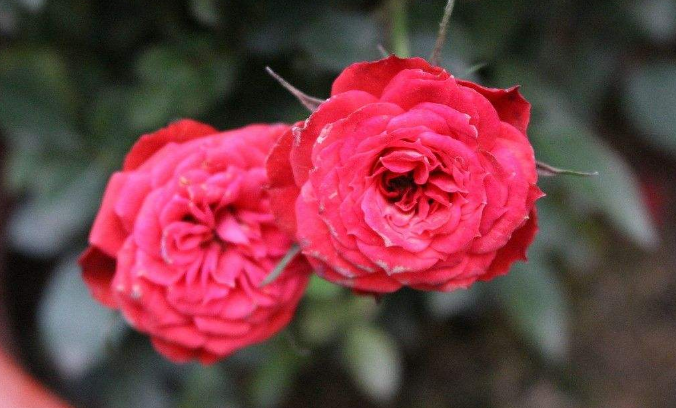 玫瑰花在什么地方生长，在家如何种植玫瑰花