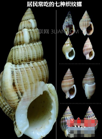 织纹螺长什么样，误食织纹螺中毒怎么办