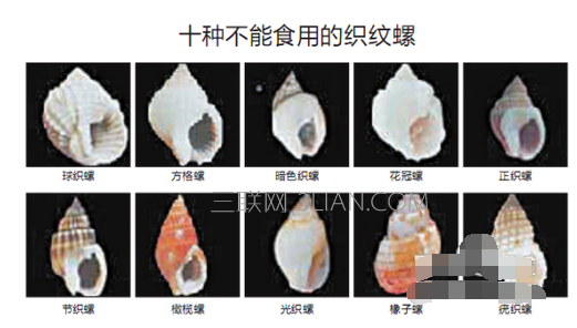 织纹螺长什么样，误食织纹螺中毒怎么办
