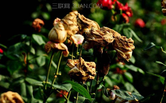 酸雨是怎么形成的，它的危害有哪些