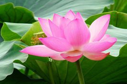 莲花象征什么样的品质,和荷花有什么不同