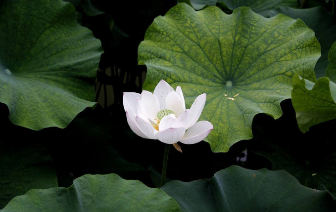 莲花象征什么样的品质,和荷花有什么不同