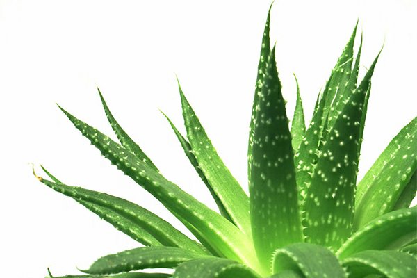 使用芦荟需注意别中毒