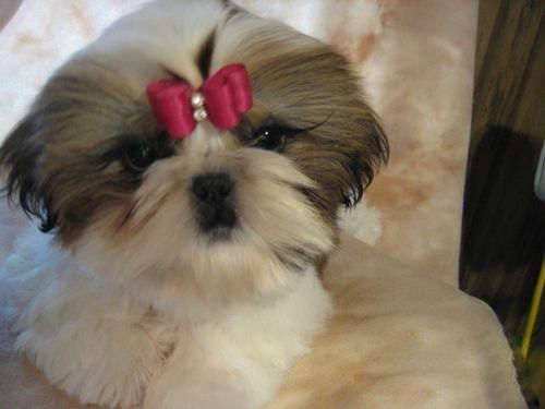 飼養(yǎng)西施犬應(yīng)該注意哪些？西施犬怎么樣