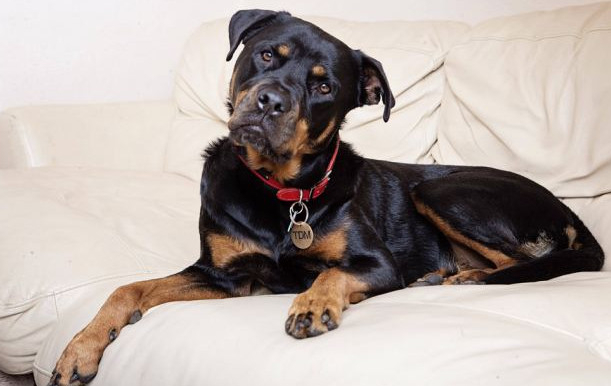 如何辨别纯种罗威纳犬的方法