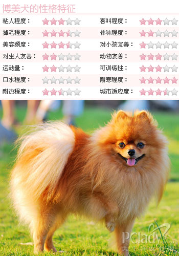 博美犬怎么养喂养博美的方法
