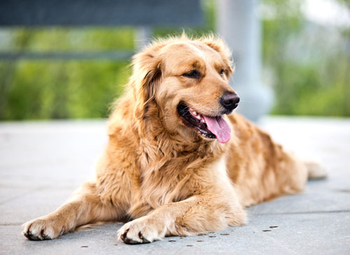 揭秘金毛犬价格陷阱及挑狗前的准备