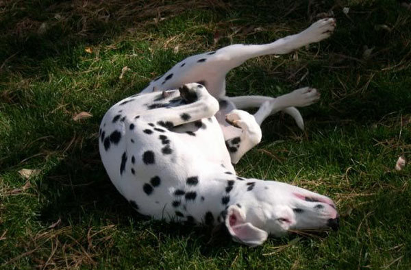 【狗狗训练十五】训练狗狗“装死”的四大步骤