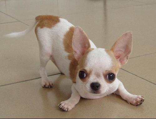 如何让“狗狗改了吃屎”的习惯