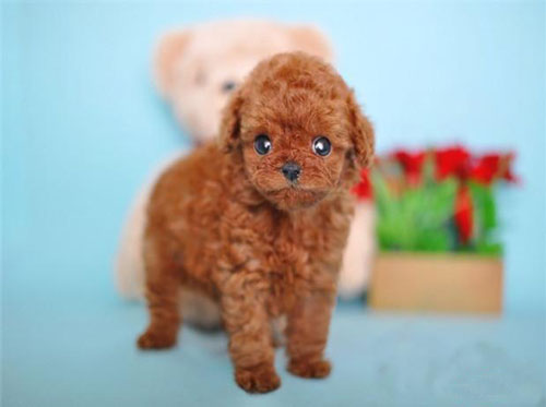 【贵宾犬好养吗】如何养好贵宾犬？