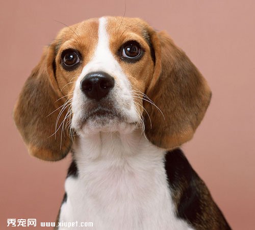 【犬瘟热传染人吗】犬瘟热的详细资料