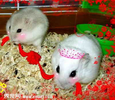 【养仓鼠是否会染上鼠疫】仓鼠会咬人但是不会传染鼠疫