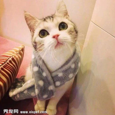 【养猫指南】初养猫的朋友所需要了解猫的饲养方法