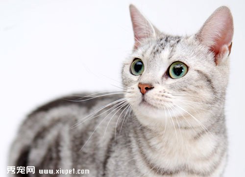【猫发情】猫咪发情的一些小常识