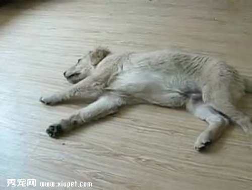 【训练狗狗装死】怎样训练狗狗装死