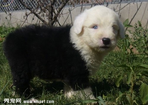 英国古代牧羊犬容易饲养吗？