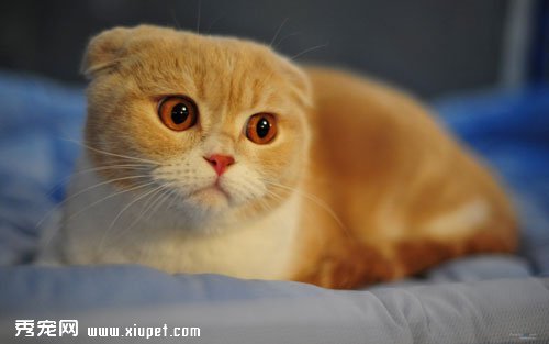 折耳猫的繁殖需要注意什么哪些事情？