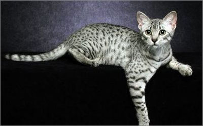 为什么宠物猫咪爱给自己洗脸?