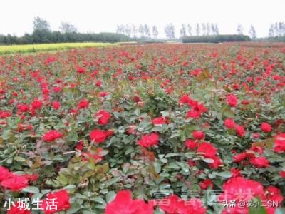 月季直接地栽需要注意什么？