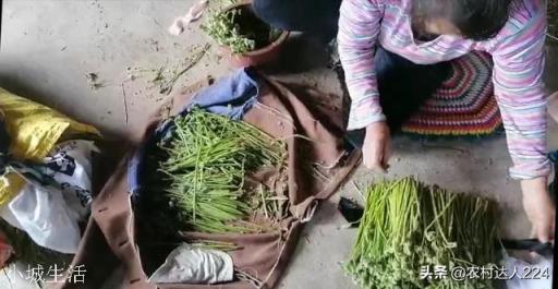 农村山上的野生蕨菜到底能不能吃？