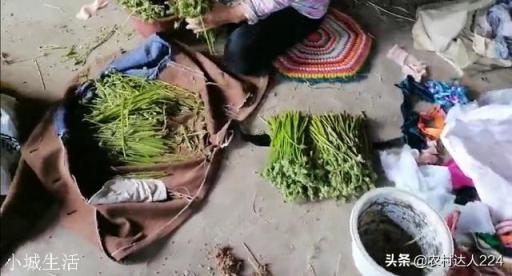 农村山上的野生蕨菜到底能不能吃？