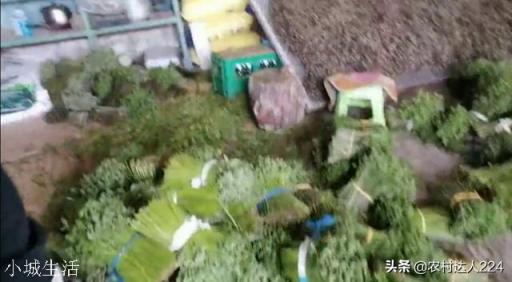 农村山上的野生蕨菜到底能不能吃？