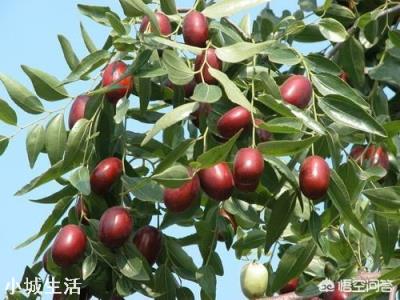 西北特产都有哪些?
