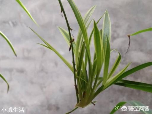 吊兰的叶片容易干尖是为什么？
