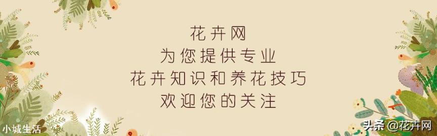 吊兰的叶片容易干尖是为什么？