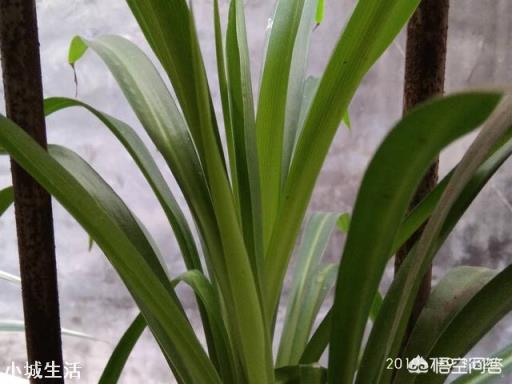 吊兰的叶片容易干尖是为什么？