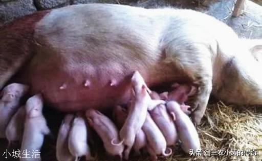 养殖母猪让它在院子里跑跑行吗？该注意些什么？