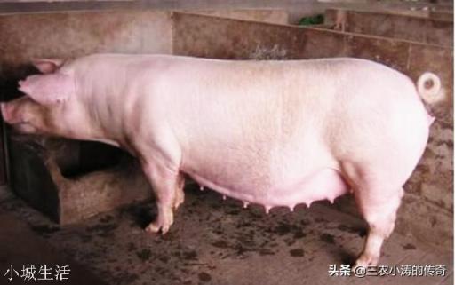 养殖母猪让它在院子里跑跑行吗？该注意些什么？