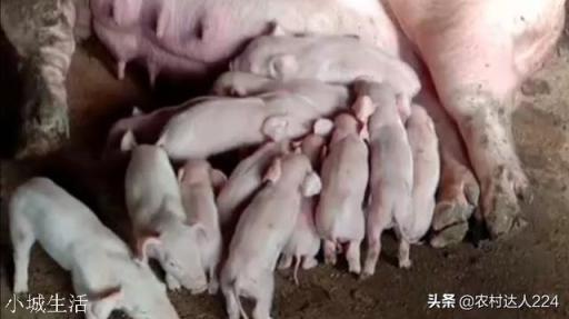 养殖母猪让它在院子里跑跑行吗？该注意些什么？