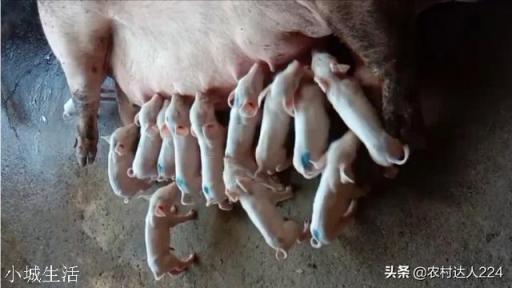 养殖母猪让它在院子里跑跑行吗？该注意些什么？