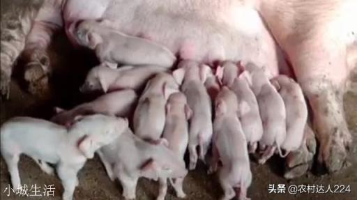 养殖母猪让它在院子里跑跑行吗？该注意些什么？