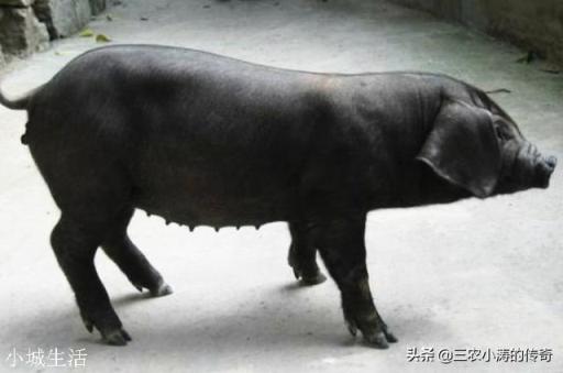养殖母猪让它在院子里跑跑行吗？该注意些什么？