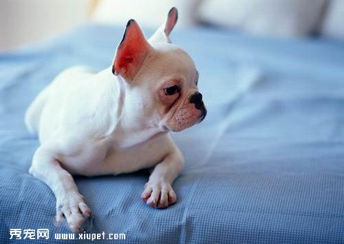 如何快速便捷的给狗狗取名字？