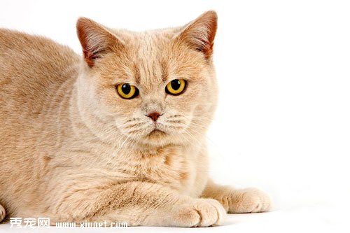 英国短尾猫的历史发展及性格特点