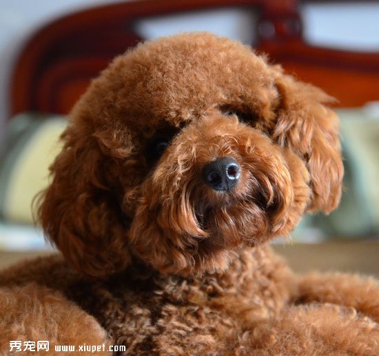 泰迪感冒怎么办?泰迪犬感冒症状及防治