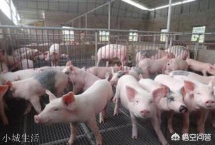我想养猪投资1万养20头农村猪不知道行吗?自己养。高手指点下?