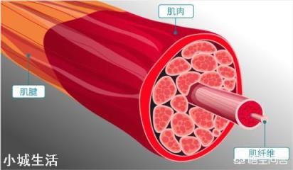 想要肌肉变得更大，如何利用碳水化合物增肌？