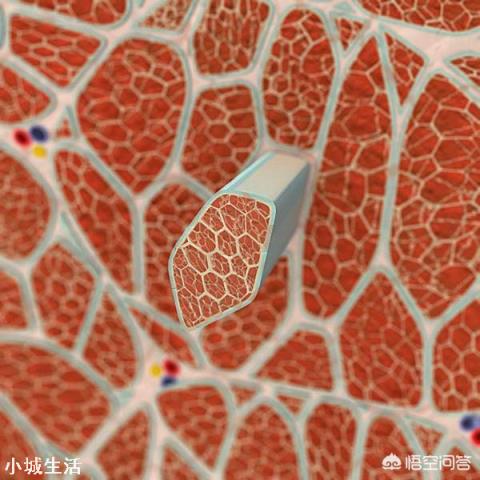 想要肌肉变得更大，如何利用碳水化合物增肌？