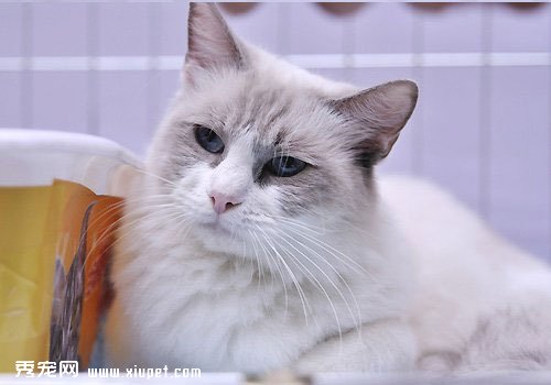 如何为布偶猫选择合适的猫粮？