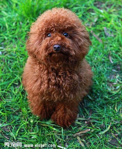 泰迪犬性格怎么养？泰迪犬的性格分类