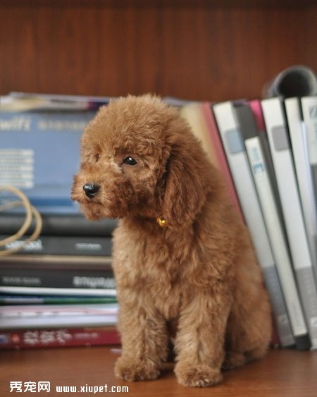 泰迪犬能识字吗?泰迪犬识字训练?