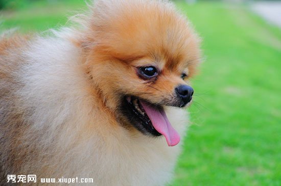 博美AKC标准介绍 博美犬体型气质