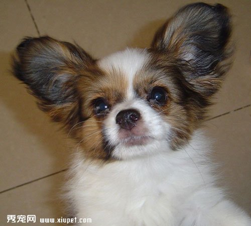 蝴蝶犬好养吗？蝴蝶犬性格怎么样？