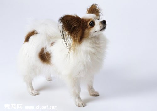 蝴蝶母犬发情怎么办?蝴蝶犬发情期间的护理