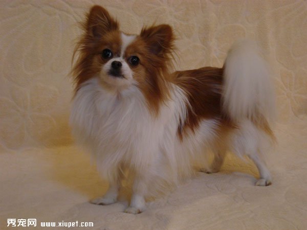 怎么选购蝴蝶犬？如何鉴别蝴蝶犬的好坏